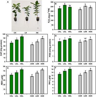 Transcriptional and metabolic responses of apple to different potassium environments